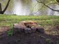 ÃÂ¡enturies-old tree stump on the river bank Royalty Free Stock Photo